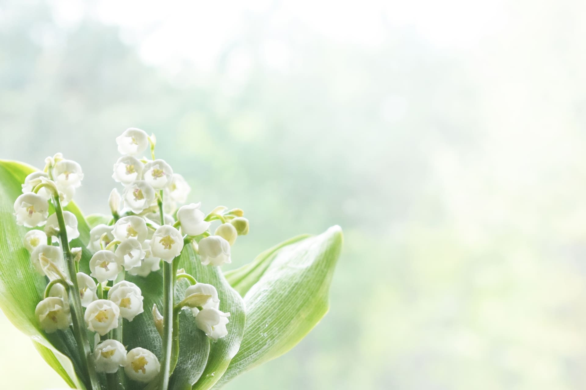スズランの花